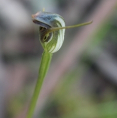 Pterostylis pedunculata at Uriarra, ACT - suppressed