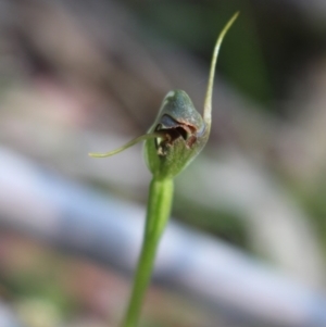 Pterostylis pedunculata at Uriarra, ACT - suppressed