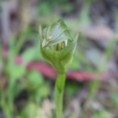 Pterostylis curta (Blunt Greenhood) at Uriarra, ACT - 9 Oct 2020 by Sarah2019