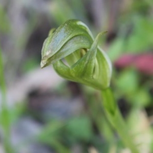 Pterostylis curta at Uriarra, ACT - suppressed