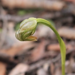 Pterostylis curta at Uriarra, ACT - 9 Oct 2020