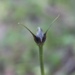 Pterostylis pedunculata (Maroonhood) at Uriarra, ACT - 24 Oct 2020 by Sarah2019