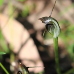 Pterostylis pedunculata at Uriarra, ACT - suppressed