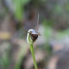 Pterostylis pedunculata at Uriarra, ACT - suppressed