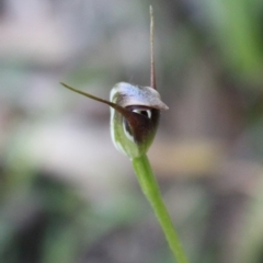 Pterostylis pedunculata at Uriarra, ACT - suppressed