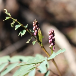 Indigofera australis subsp. australis at Uriarra, NSW - suppressed