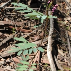 Indigofera australis subsp. australis at Uriarra, NSW - suppressed