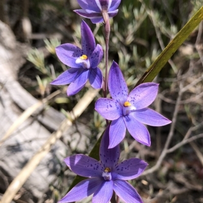 Thelymitra ixioides (Dotted Sun Orchid) at Krawarree, NSW - 23 Oct 2020 by JenetC