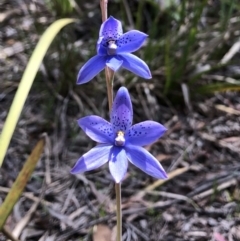 Thelymitra ixioides at Krawarree, NSW - 23 Oct 2020