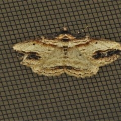 Syneora euboliaria (Boarmiini, Geometer moth) at Wanniassa, ACT - 24 Oct 2020 by JohnBundock