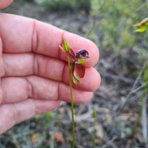 Caleana major at Jerrabomberra, NSW - 21 Oct 2020