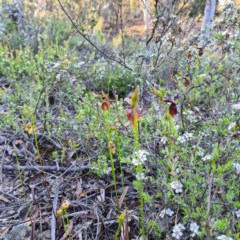 Caleana major at Jerrabomberra, NSW - 21 Oct 2020