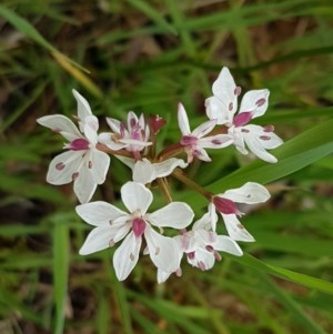 Burchardia umbellata at Strathnairn, ACT - 24 Oct 2020 12:54 PM