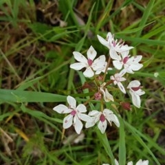 Burchardia umbellata at Strathnairn, ACT - 24 Oct 2020 12:54 PM