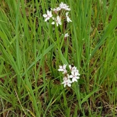 Burchardia umbellata at Strathnairn, ACT - 24 Oct 2020 12:54 PM