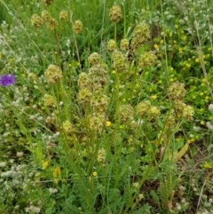 Sanguisorba minor (Salad Burnet, Sheep's Burnet) at Holt, ACT - 24 Oct 2020 by trevorpreston