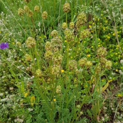 Sanguisorba minor (Salad Burnet, Sheep's Burnet) at Woodstock Nature Reserve - 24 Oct 2020 by tpreston