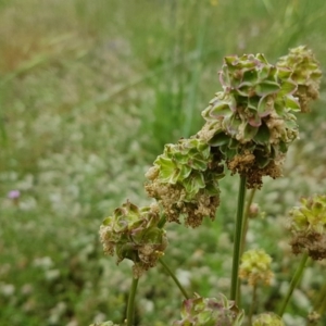 Sanguisorba minor at Holt, ACT - 24 Oct 2020 12:56 PM