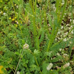 Sanguisorba minor at Holt, ACT - 24 Oct 2020 12:56 PM