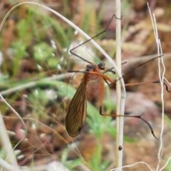 Harpobittacus australis (Hangingfly) at Holt, ACT - 24 Oct 2020 by tpreston