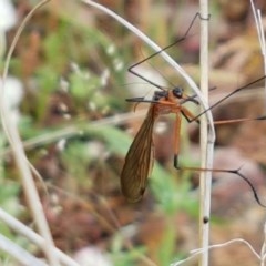 Harpobittacus australis at Holt, ACT - 24 Oct 2020