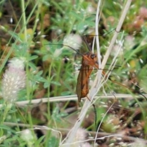 Harpobittacus australis at Holt, ACT - 24 Oct 2020