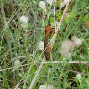 Harpobittacus australis at Holt, ACT - 24 Oct 2020