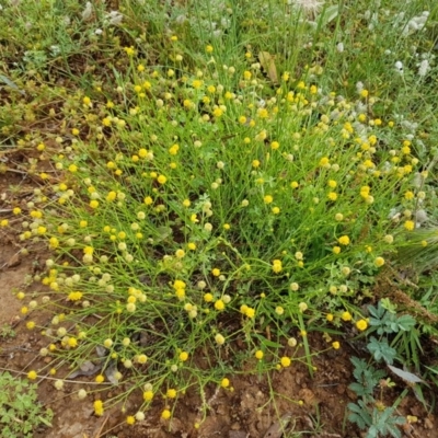 Calotis lappulacea (Yellow Burr Daisy) at Holt, ACT - 24 Oct 2020 by trevorpreston