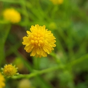 Calotis lappulacea at Holt, ACT - 24 Oct 2020