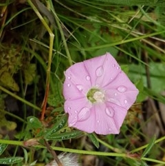 Convolvulus angustissimus subsp. angustissimus (Australian Bindweed) at Holt, ACT - 24 Oct 2020 by trevorpreston