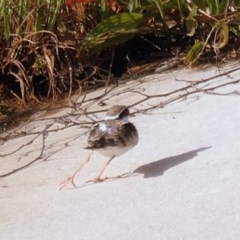 Charadrius melanops (Black-fronted Dotterel) at Coombs, ACT - 22 Oct 2020 by Hutch68