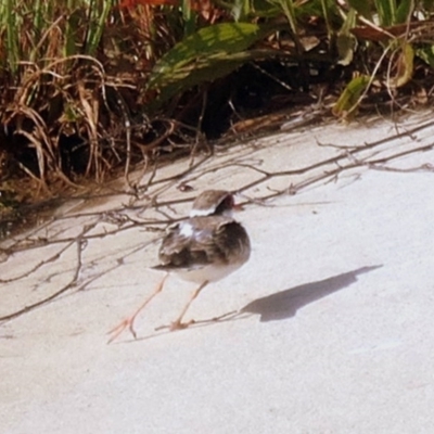 Charadrius melanops (Black-fronted Dotterel) at Coombs, ACT - 23 Oct 2020 by Hutch68