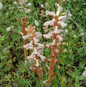 Orobanche minor at Holt, ACT - 24 Oct 2020
