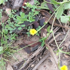 Hypochaeris radicata at Majura, ACT - 23 Oct 2020