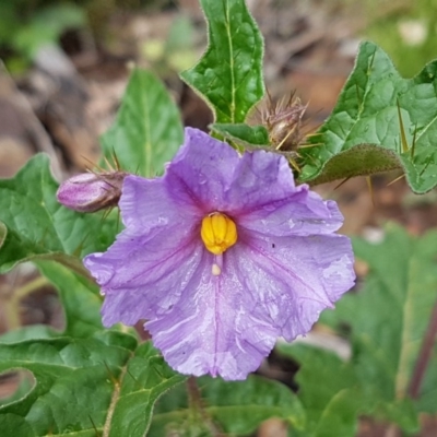 Solanum cinereum (Narrawa Burr) at Woodstock Nature Reserve - 24 Oct 2020 by tpreston