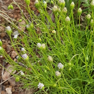 Vittadinia muelleri (Narrow-leafed New Holland Daisy) at Woodstock Nature Reserve - 24 Oct 2020 by tpreston