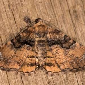 Aporoctena undescribed species at Melba, ACT - 20 Oct 2020 07:58 PM