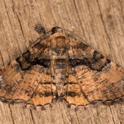 Aporoctena undescribed species (A Geometrid moth) at Melba, ACT - 20 Oct 2020 by kasiaaus