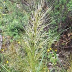 Austrostipa densiflora (Foxtail Speargrass) at Woodstock Nature Reserve - 24 Oct 2020 by tpreston