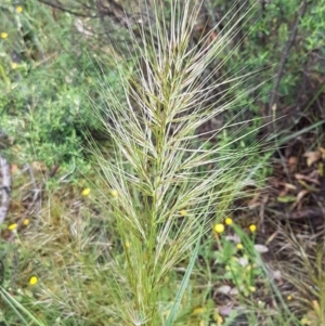 Austrostipa densiflora at Holt, ACT - 24 Oct 2020