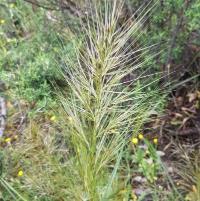 Austrostipa densiflora (Foxtail Speargrass) at Holt, ACT - 24 Oct 2020 by trevorpreston