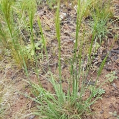 Austrostipa densiflora at Holt, ACT - 24 Oct 2020