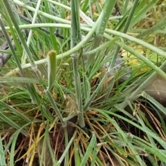 Austrostipa densiflora at Holt, ACT - 24 Oct 2020