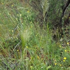 Austrostipa densiflora at Holt, ACT - 24 Oct 2020