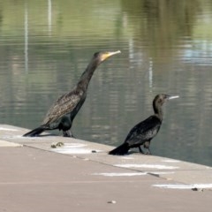 Phalacrocorax carbo (Great Cormorant) at Coombs Ponds - 21 Oct 2020 by Hutch68