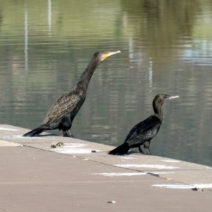 Phalacrocorax carbo at Coombs, ACT - 22 Oct 2020