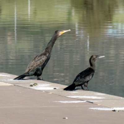 Phalacrocorax carbo (Great Cormorant) at Coombs, ACT - 22 Oct 2020 by Hutch68