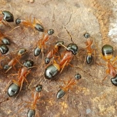 Camponotus consobrinus (Banded sugar ant) at Holt, ACT - 24 Oct 2020 by trevorpreston