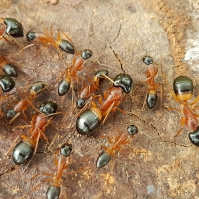 Camponotus consobrinus (Banded sugar ant) at Holt, ACT - 24 Oct 2020 by tpreston