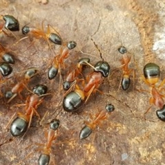 Camponotus consobrinus (Banded sugar ant) at Holt, ACT - 24 Oct 2020 by tpreston